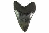 Fossil Megalodon Tooth - South Carolina #135930-2